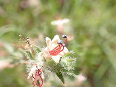 Echium asperrimum