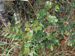 Dendrophyllanthus buxoides