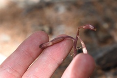 Bletia nitida