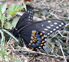 Papilio polyxenes