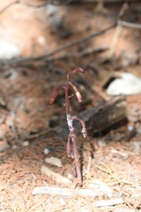 Bletia nitida