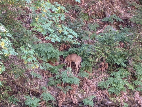 iNaturalist observation photo of Mule Deer