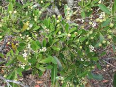 Denhamia fournieri
