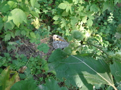 Hipparchia volgensis