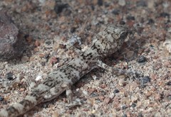 Phyllodactylus gerrhopygus
