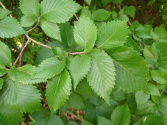 Ulmus americana