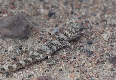 Phyllodactylus gerrhopygus