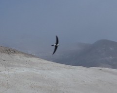 Aeronautes andecolus