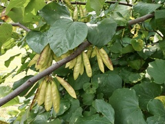 Cercis canadensis