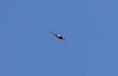 Aeronautes andecolus