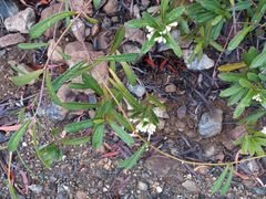 Oxera neriifolia
