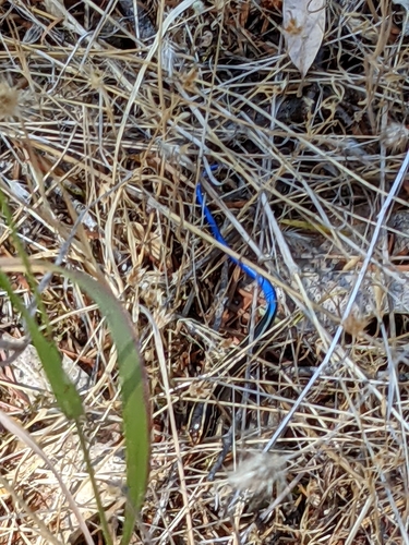 iNaturalist observation photo of Western Skink