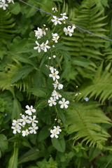 Ranunculus aconitifolius
