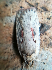 Agonopterix ocellana