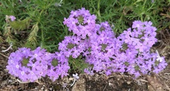 Glandularia bipinnatifida