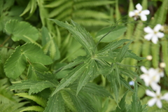 Ranunculus aconitifolius