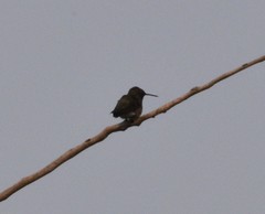 Archilochus alexandri