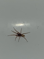 Dysderidae