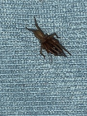 Dysderidae