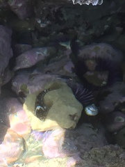 Oligocottinae