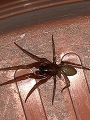 Dysderidae