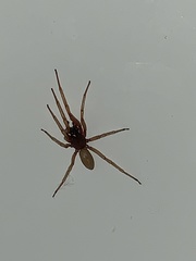 Dysderidae