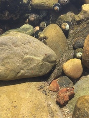 Oligocottinae