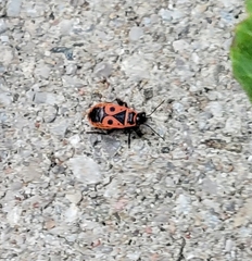 Pyrrhocoris apterus