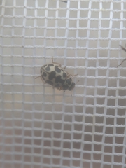 Anisosticta bitriangularis