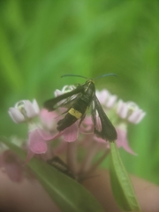 Carmenta pyralidiformis