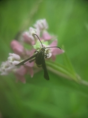 Carmenta pyralidiformis