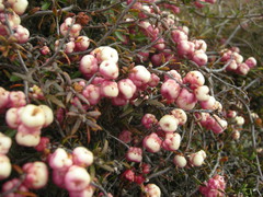 Gaultheria macrostigma
