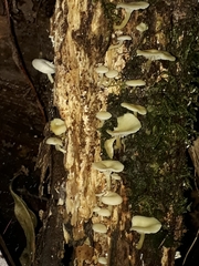 Rhizocybe albida