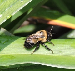 Anthophora bomboides bomboides