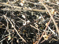 Muehlenbeckia ephedroides