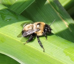 Anthophora bomboides bomboides