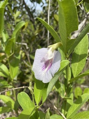 Clitoria laurifolia