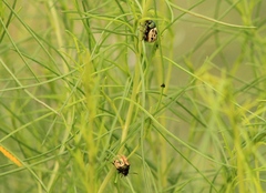 Leptinotarsa lineolata