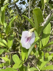 Clitoria laurifolia