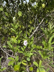 Clitoria laurifolia