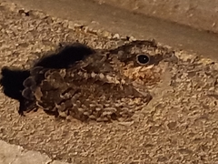 Caprimulgus ruficollis