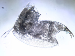 Eurycercus longirostris