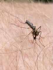 Aedes atropalpus