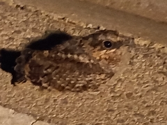 Caprimulgus ruficollis
