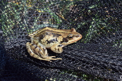 Rana amurensis