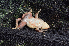 Rana amurensis