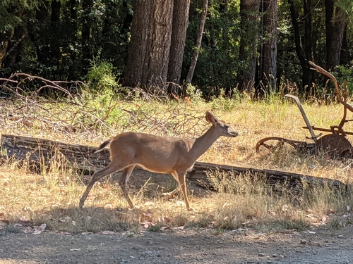 iNaturalist observation photo of Columbian Black-tailed Deer