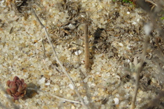 Geomantis larvoides