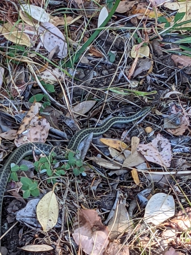 iNaturalist observation photo of Aquatic Garter Snake
