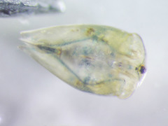 Eurycercus longirostris